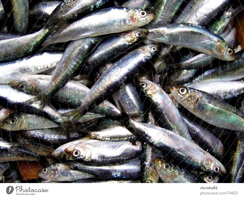 1 pound sardines Sardine Ocean Odor Markets Stand Death Barn Fisheye Malodorous