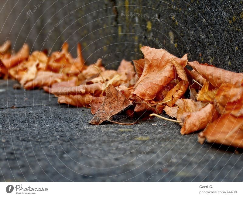 push Force Together Side by side Corner Autumn Autumnal colours Seasons Cold Winter Leaf Autumn leaves Sweep Stalk Dry Transience Multicoloured rush oust