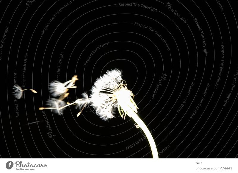 pusteblume2 Dandelion Blow Calm Swing Black White Macro (Extreme close-up) Flying Wind Contrast Dynamics