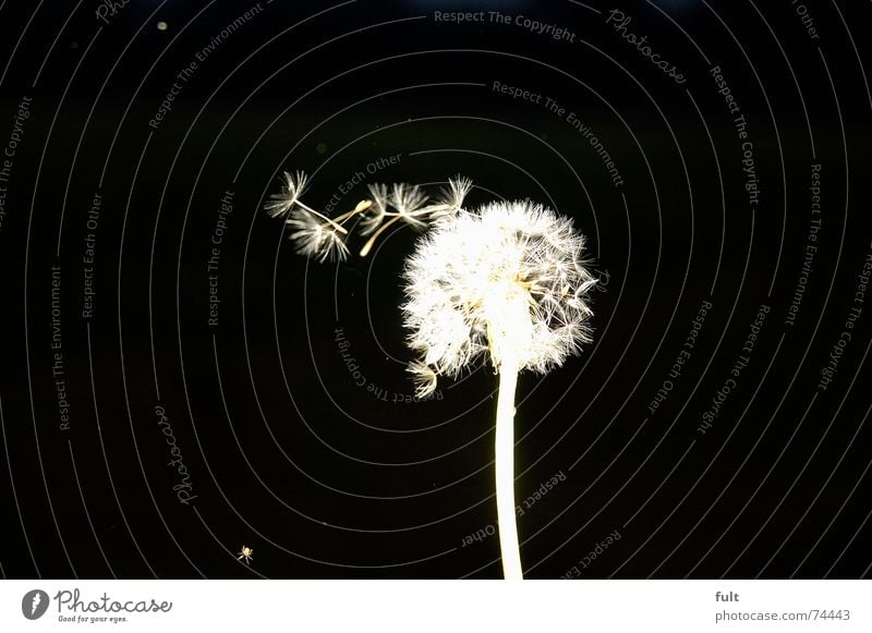 pusteblume3 Dandelion Blow Calm Swing Black White Macro (Extreme close-up) Flying Wind Contrast Dynamics