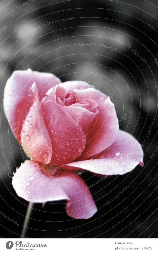 a rose is a rose is a rose Rose Red Pink Flower Blossom Plant Rain Romance Delicate Drops of water Water Kitsch Black & white photo Smooth
