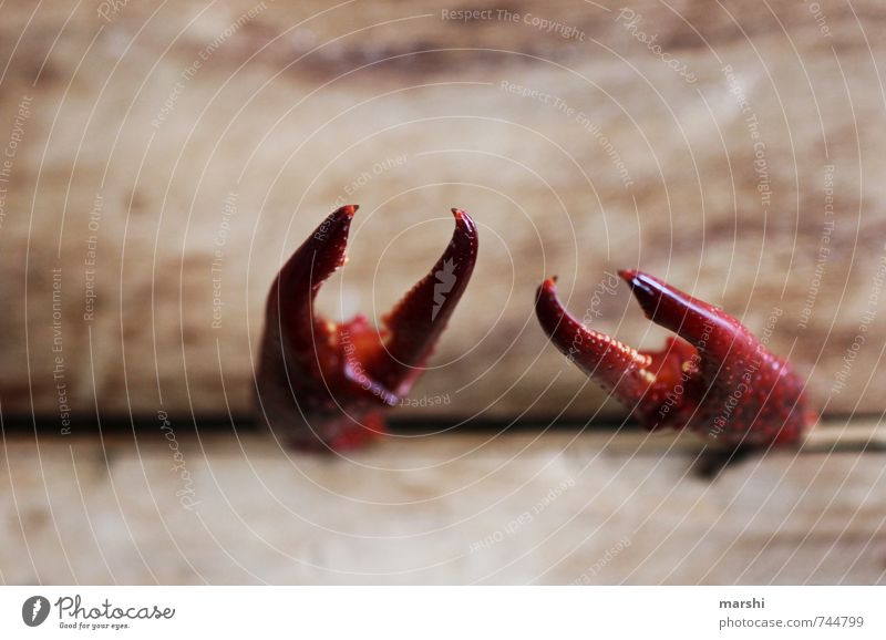 uptight Environment Animal 1 Emotions Shrimp Cancer Crawfish Pair of pliers Biased Wooden board Cramped Threat Pinch Claw Colour photo Close-up Detail