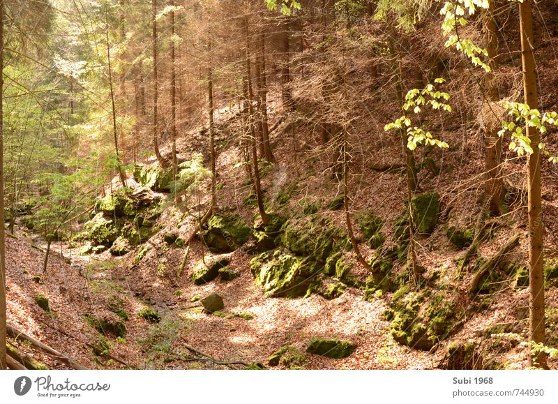 Forest,dreams,spring Nature Landscape Spring Beautiful weather Tree Rock Stone Wood Brown Green Colour photo Exterior shot Deserted Day Deep depth of field