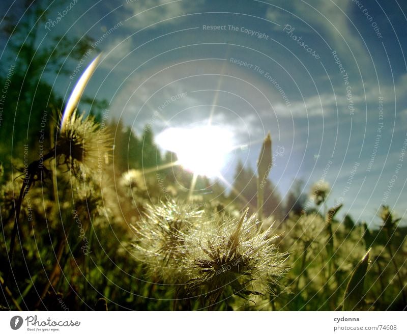 Fully dazzled Sunbeam Radiation Dazzle Worm's-eye view Meadow Hill Summer Grass Clouds Beautiful Idyll Untouched Physics Action Green