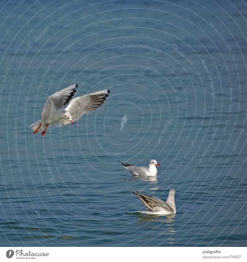 Three seagulls Lake 3 Seagull Bird Feather Ocean Animal Black-headed gull  Flying Aviation Beginning Wing Water Baltic Sea Float in the water Swimming & Bathing