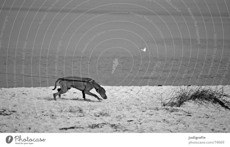 linen compulsion Dog Beach Ocean Lake Railroad Tracks Animal tracks Captured Cramped Compulsion Seagull Pet Black & white photo Coast Mammal Rope Sand