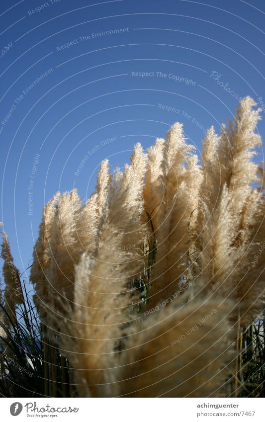 Reed in the wind Ocean Common Reed Plant Beach Vacation & Travel Beautiful Wind Sky