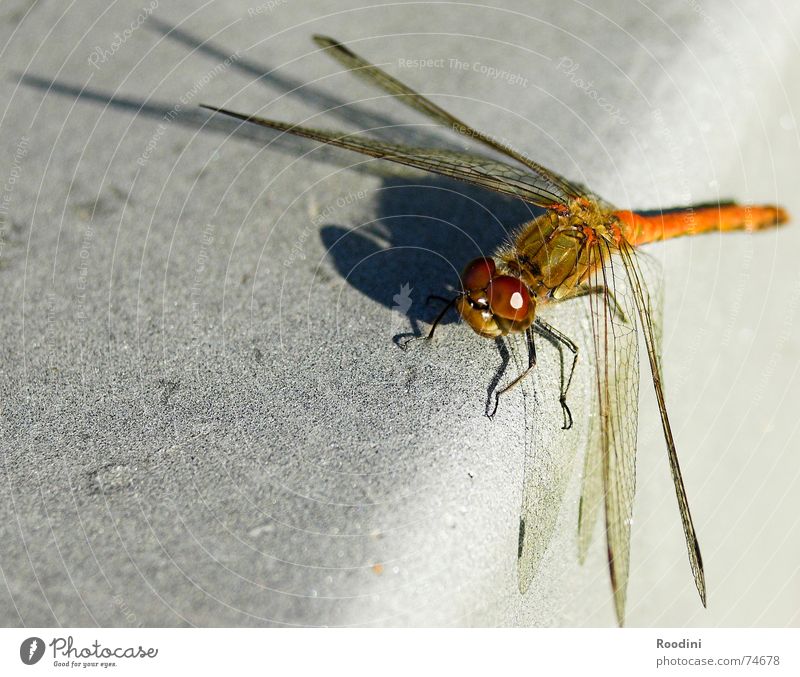 ornithopter Dragonfly Insect Flying insect Animal Macro (Extreme close-up) Multicoloured Compound eye Goggle eyes Feeler Wing Shadow Nature Perspective
