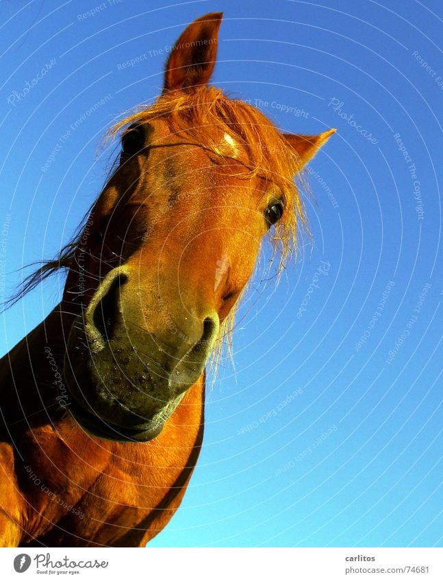 WaSgUcKStDu Meddlesome Horse Mane Nostrils Whinny Veterinarian Curiosity Funny Diagonal ears sharpened Muzzle Crazy Tilt