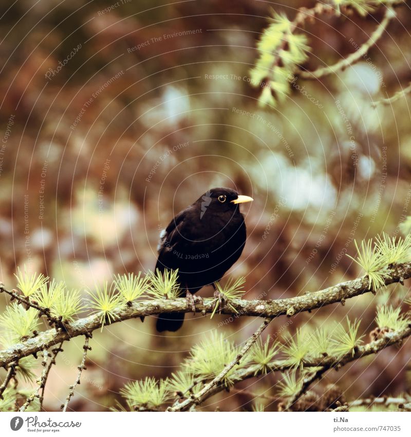 Feel Free Spring Tree Larch Garden Park Forest Wild animal Bird Blackbird 1 Animal Crouch Sit Wait Authentic Curiosity Blue Brown Yellow Gray Green Colour photo