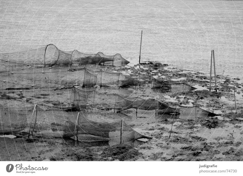 mudflat landscape Mud flats Fish trap Round Fishery Low tide Wet Ocean Salty Jadebusen Calm Black White Gray Gloomy North Sea Net Knot Danga Tracks