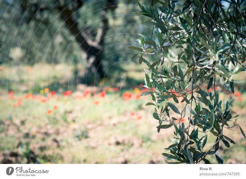 Olive tree Agriculture Forestry Nature Spring Beautiful weather Tree Flower Field Authentic Olive leaf olive branch Poppy Olive grove Colour photo Exterior shot