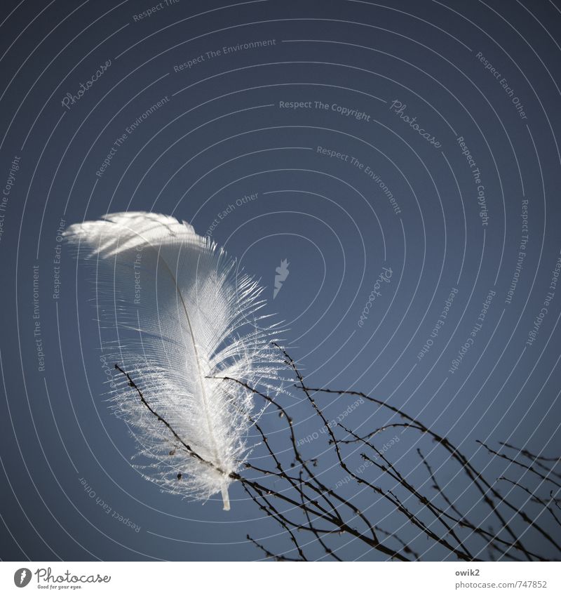 feather Environment Cloudless sky Beautiful weather Plant Bushes Twig Feather Easy Touch Movement Catch Small Near naturally Elegant Contentment Hope Idyll