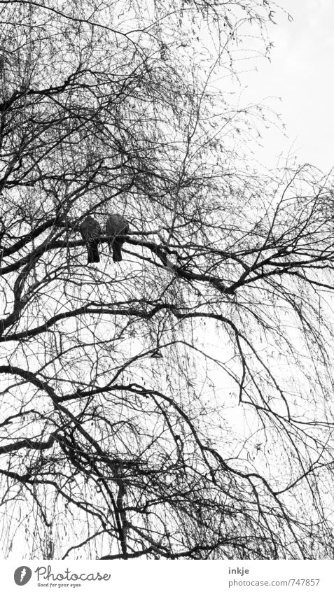 Together you're less alone Nature Spring Autumn Winter Tree Branch Treetop Branchage Park Forest Bird Pigeon 2 Animal Relaxation Wait Gloomy Emotions Moody