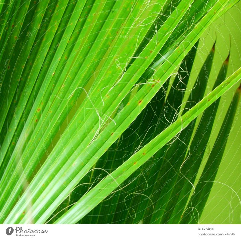 palm fronds Palm frond Palm tree Plant Green Living room Muddled Glittering Grass green Dry Exotic Twig Nature Detail Line Point Sewing thread wag