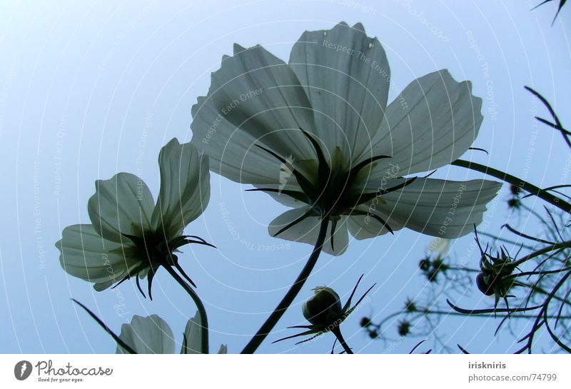 evening mood Blossom White Blossom leave Plant Flower Cosmeen Evening white flowers Detail elongate to the sun Stalk Bud