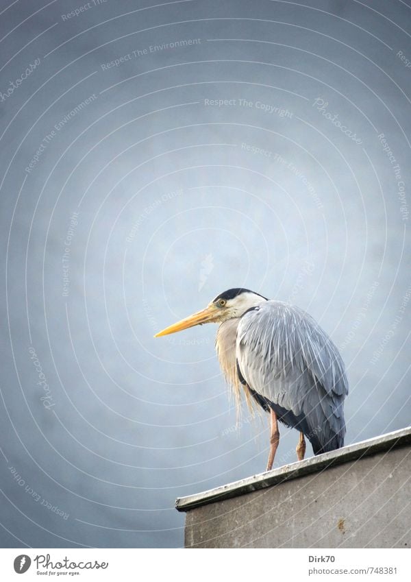"200." Nature Animal Istanbul Turkey Town House (Residential Structure) Wall (barrier) Wall (building) Roof Wild animal Bird Heron Grey heron 1 Observe Looking