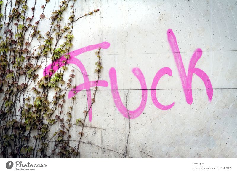 F U C K Ivy Wall (barrier) Wall (building) Concrete Characters Graffiti Authentic Rebellious Gray Pink Anger Change Youth culture Affront Cuss word fuck