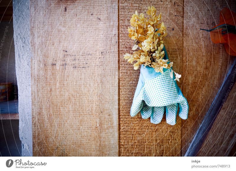 garden idyll Joy Leisure and hobbies Living or residing Garden Gardening Spring Summer Ostrich Dried flower Deserted Wooden wall Protective clothing Gloves