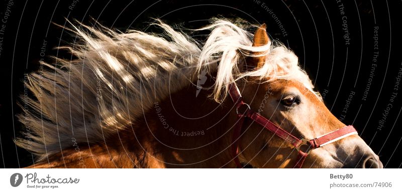 3-weather taffeta Horse Haflinger Mane Horse's head Power Movement Horse's gait Running