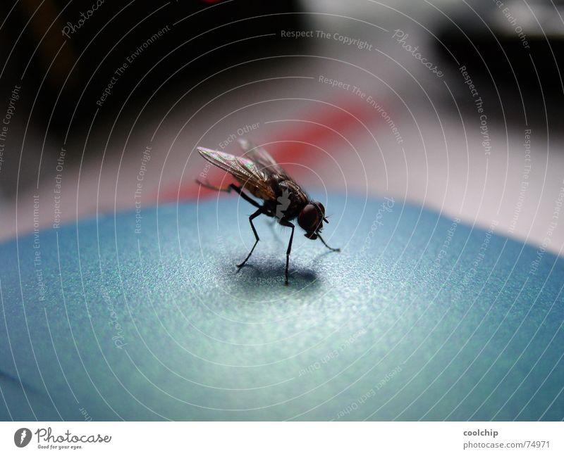 fly stand Insect Handstand Go crazy Acrobat Gymnastics Cleaning Near Fly Macro (Extreme close-up)