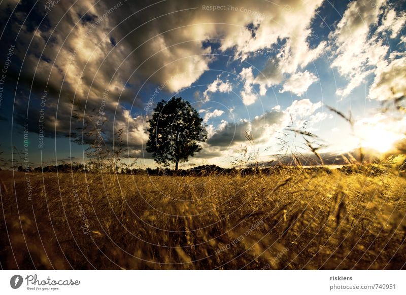 summertime Environment Nature Landscape Plant Elements Sky Clouds Horizon Sun Summer Beautiful weather Wind Tree Grass Field Illuminate Romp Friendliness