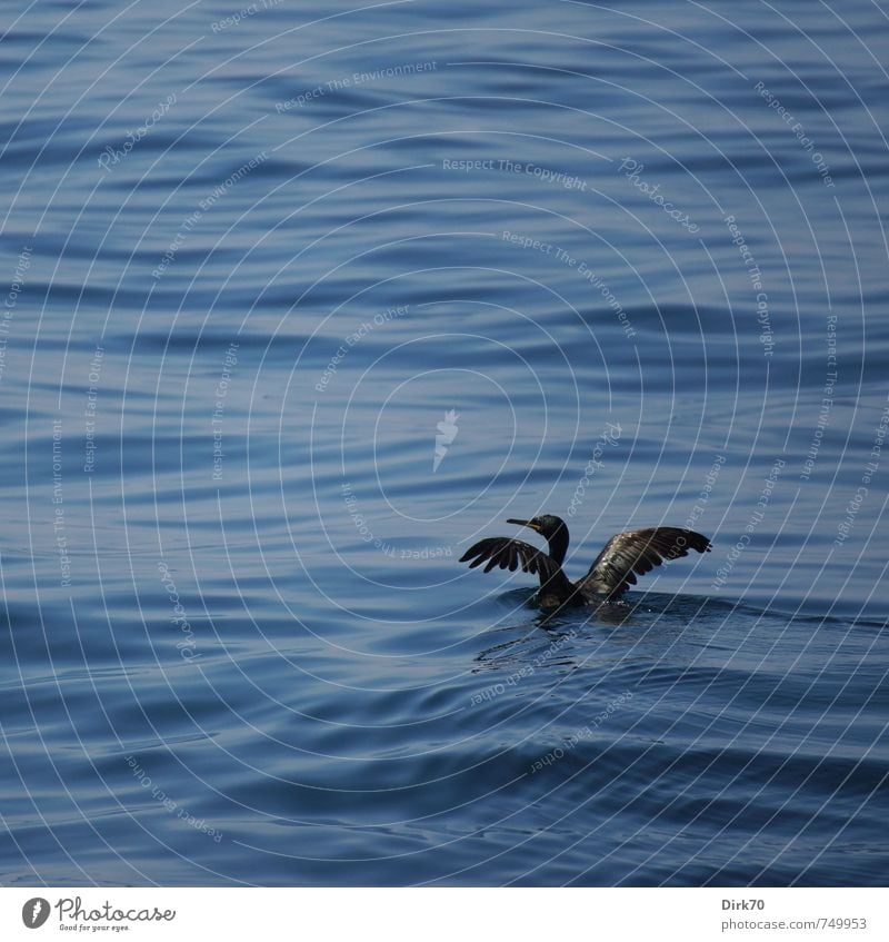 All alone on the high seas ... Nature Animal Water Beautiful weather Ocean Sea of Marmara Istanbul Turkey Wild animal Bird Wing Cormorant 1 Swimming & Bathing