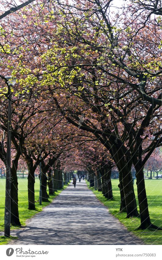 Cherry Lane Environment Nature Landscape Spring Weather Beautiful weather Plant Tree Park Meadow Town Downtown Fragrance Blossoming Cherry blossom Street