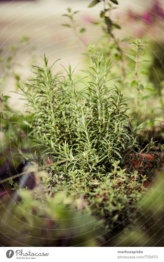 herb garden - urban gardening Vegetable Herbs and spices Organic produce Vegetarian diet Organic farming Habitat Alternative medicine Healthy Eating Life