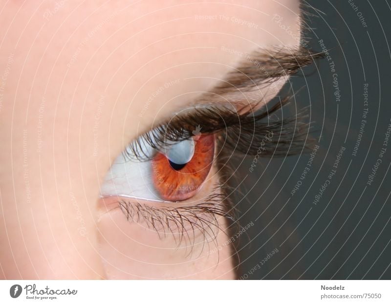 red eye Woman Eyebrow Eyelash Eye colour Human being Iris Eyes Looking
