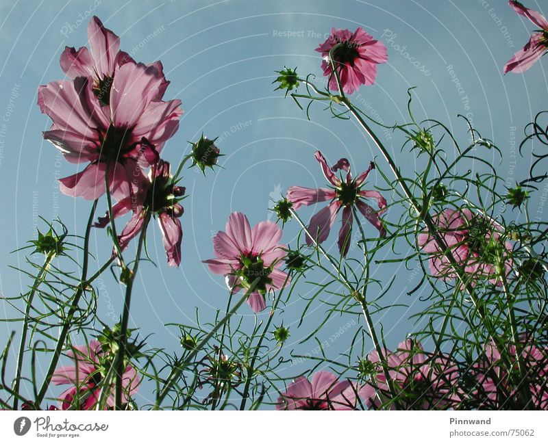 flowery sky Clouds Blossom Violet Grass Stalk Sky Blue Bud froggy