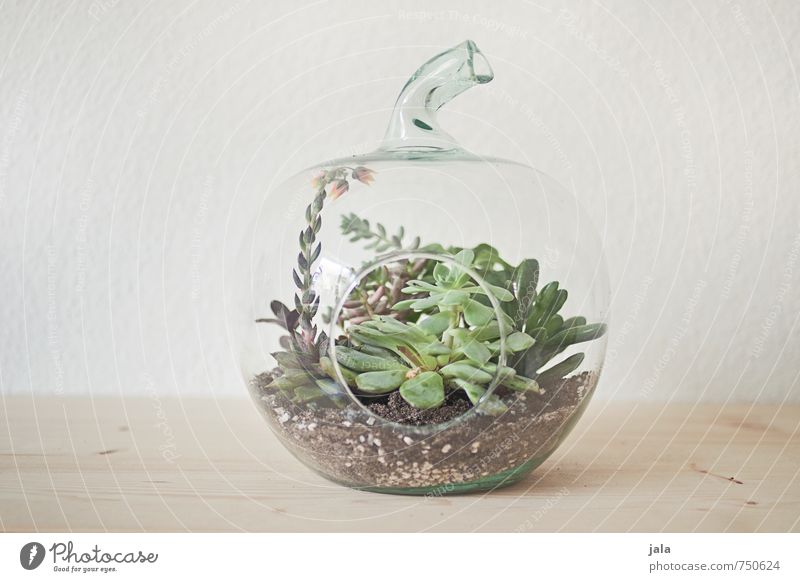 succulent Living or residing Flat (apartment) Decoration Plant Pot plant Succulent plants Esthetic Elegant glass apple Greenhouse Colour photo Interior shot