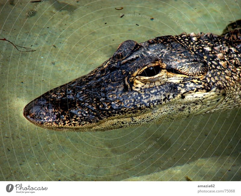 alligator Alligator Reptiles Calm Water Eyes Armor-plated Wait