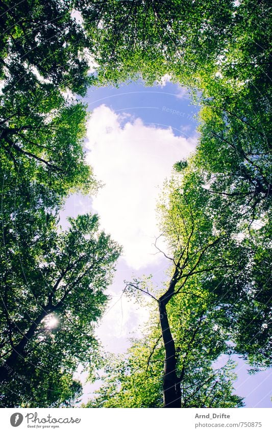 forest Nature Landscape Sky Clouds Spring Summer Tree Forest Small Wild Colour photo Multicoloured Exterior shot Deserted Day Worm's-eye view