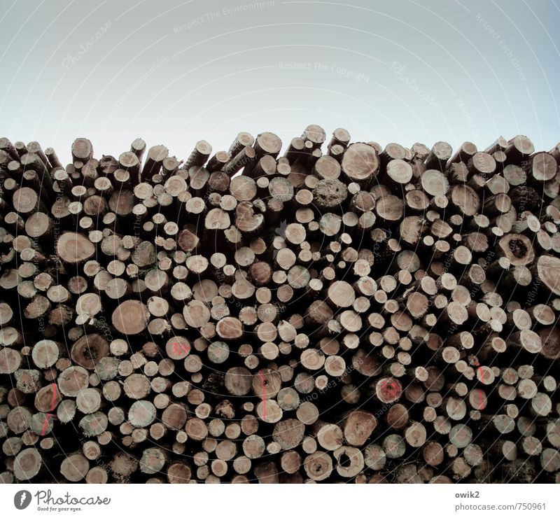 Lost Tribes Wood Lie Large Tall Many Patient Power Attachment Tree trunk Stack Consecutively Signs and labeling Round Cut sawn timber temporary storage Storage