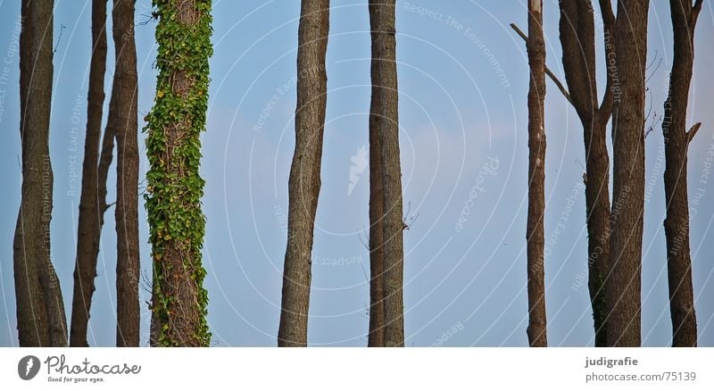 trees Individualist Tree Ivy Tendril Forest Clearing Western Beach Overgrown Tree trunk Sky Nature Life Death