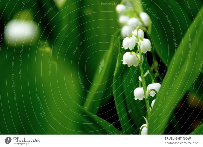 Lily of the Valley ringing in a bell Nature Plant Spring Flower Leaf Blossom Foliage plant Wild plant Garden Forest Bouquet Blossoming Esthetic Fragrance