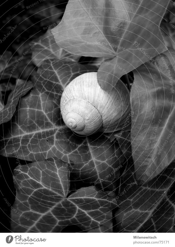 covert Ivy Snail shell Leaf Black & white photo Nature Plant Hide
