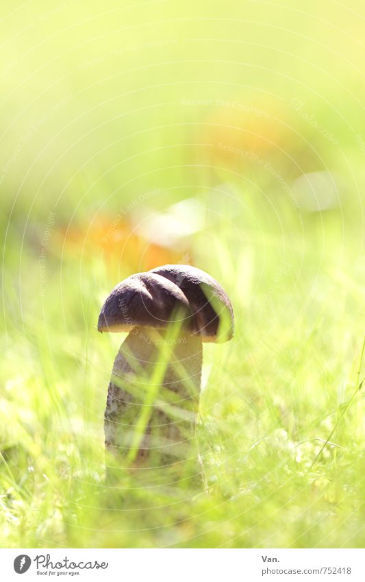 sunbath Nature Plant Autumn Beautiful weather Grass Mushroom Meadow Bright Small Delicious Brown Yellow Green Colour photo Multicoloured Exterior shot Close-up