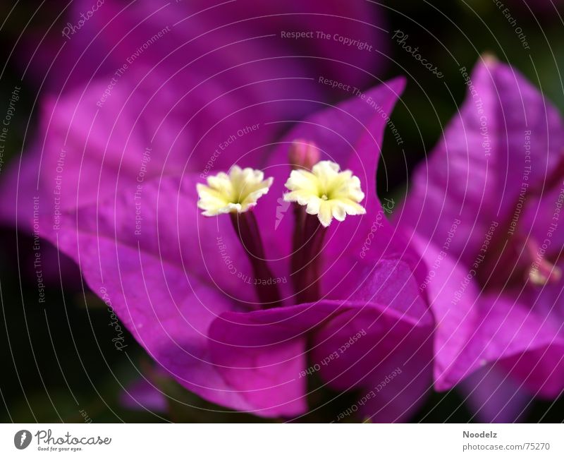 blossom Macro (Extreme close-up) Flower Blossom Plant Violet Nature Fragrance bink Bud