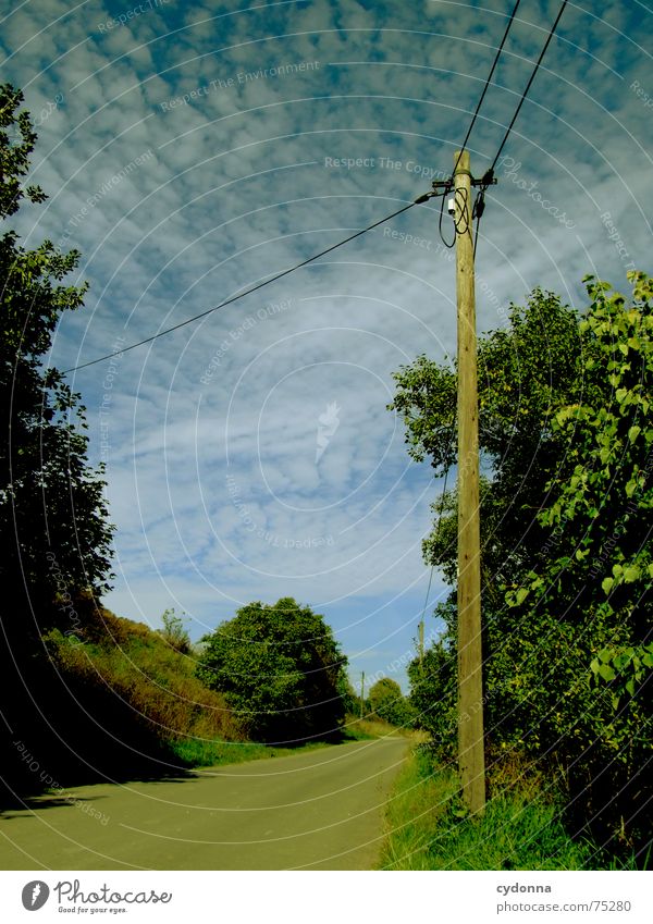 The way is the goal Overhead line Electricity Action Tree Green Altocumulus floccus Traffic infrastructure Summer Electricity pylon forwarding Street
