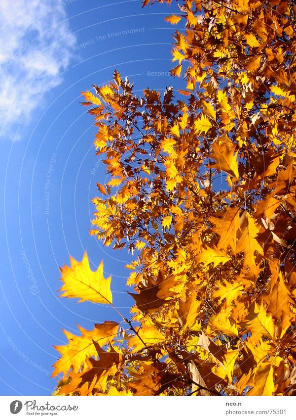 A day in autumn ³ Sky Cloudless sky Clouds Sunlight Autumn Beautiful weather Tree Leaf Forest Blue Gold Orange Colour Nature Colour photo Exterior shot Day