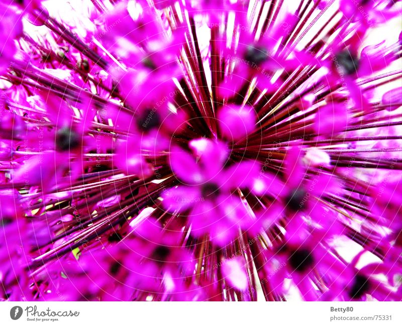 To the core of the matter Flower Blossom Violet Pink Spring Summer Gaudy Macro (Extreme close-up) Close-up Detail Nature Multicoloured
