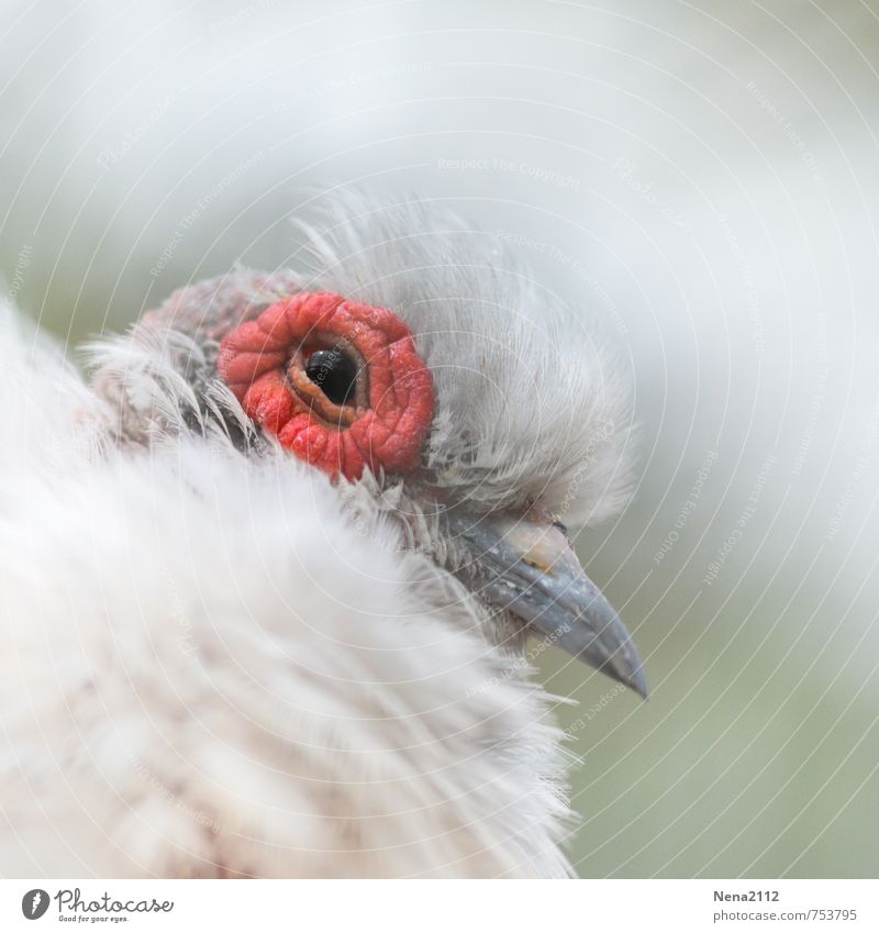 fluffy Nature Animal Bird Animal face 1 Small White Baby animal Chick Eyes Beak Feather Soft Fragile Colour photo Close-up Detail Deserted Copy Space top