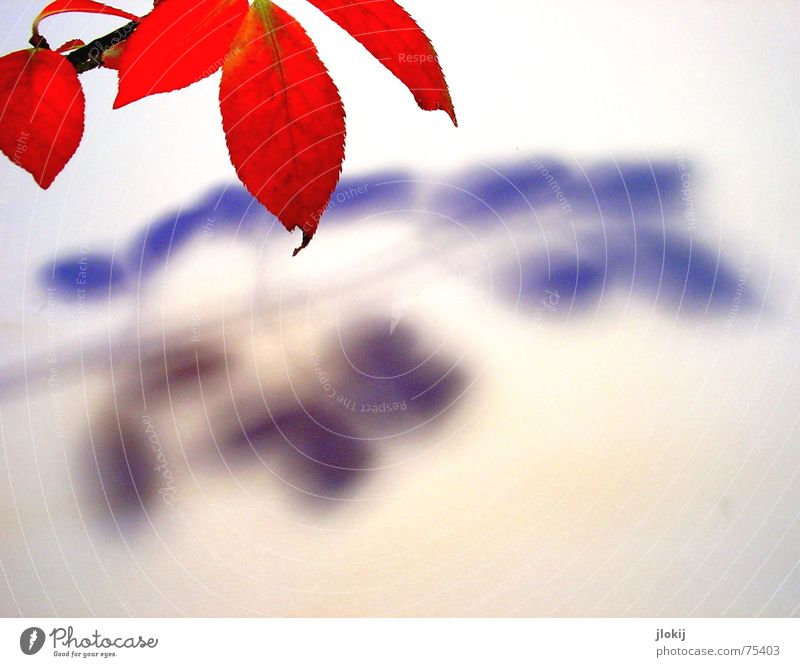 shading Autumn Colouring Red Leaf Light Plant Tree Observe Twig Branch Shadow Lighting