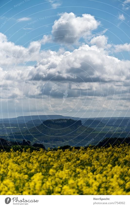 Look into the country Environment Nature Landscape Sky Clouds Spring Beautiful weather Plant Agricultural crop Canola Canola field Forest Hill Rock Saxony