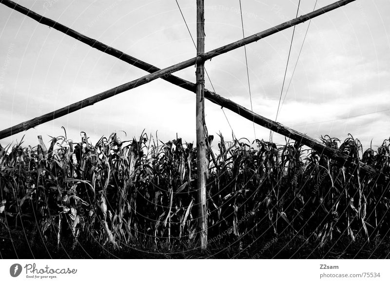 Autumn field sw Field Wood Pole Maize Scaffold linkage Sky Nature Black & white photo Landscape Back