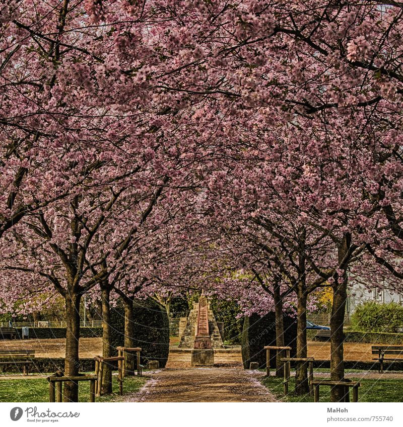 spring Relaxation Calm Fragrance Nature Spring Tree Park Blossoming Going Looking Multicoloured Pink Spring fever Leisure and hobbies Break Shame Colour photo