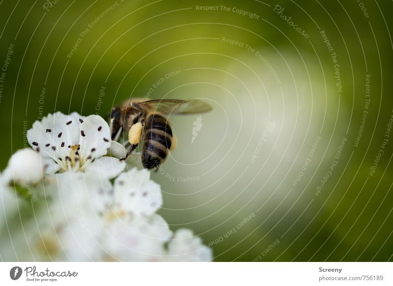 backpack Nature Plant Animal Flower Blossom Meadow Field Bee 1 Blossoming Fragrance Flying Growth Small Brown Yellow Green White Spring fever Pollen Collection