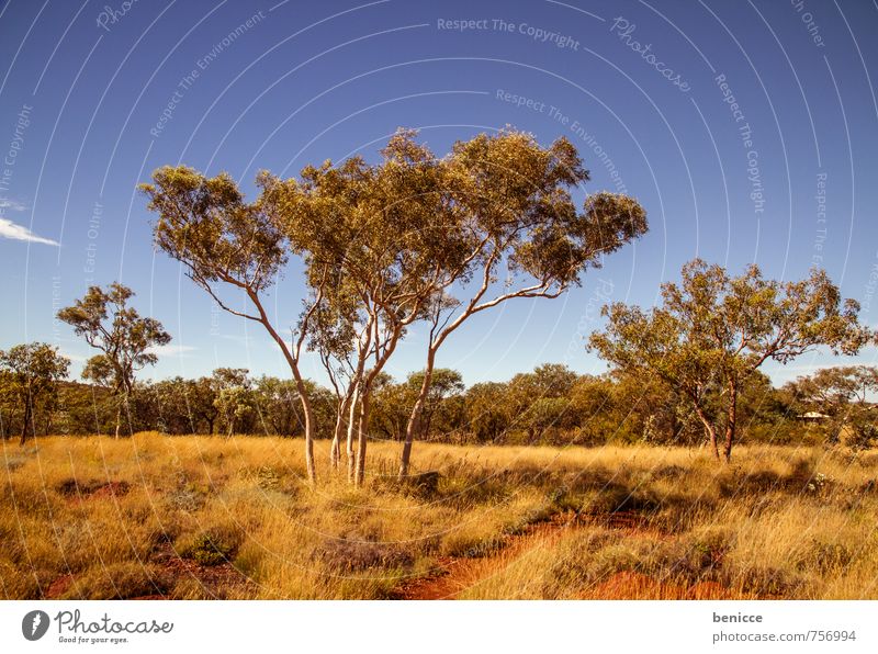 Karijini Australia bush Landscape Exterior shot Tree Bushes Red Earth Day Deserted Loneliness Nature Countries Animal Sky